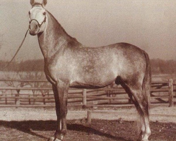 stallion Fadl 1930 RAS (Arabian thoroughbred, 1930, from Ibn Rabdan 1917 RAS)