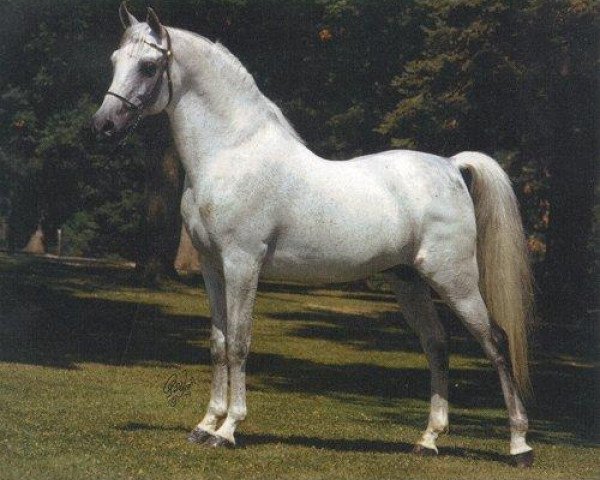 stallion Ibn Fa Serr 1960 EAO (Arabian thoroughbred, 1960, from Fa-Serr ox)