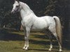 stallion Ibn Fa Serr 1960 EAO (Arabian thoroughbred, 1960, from Fa-Serr ox)