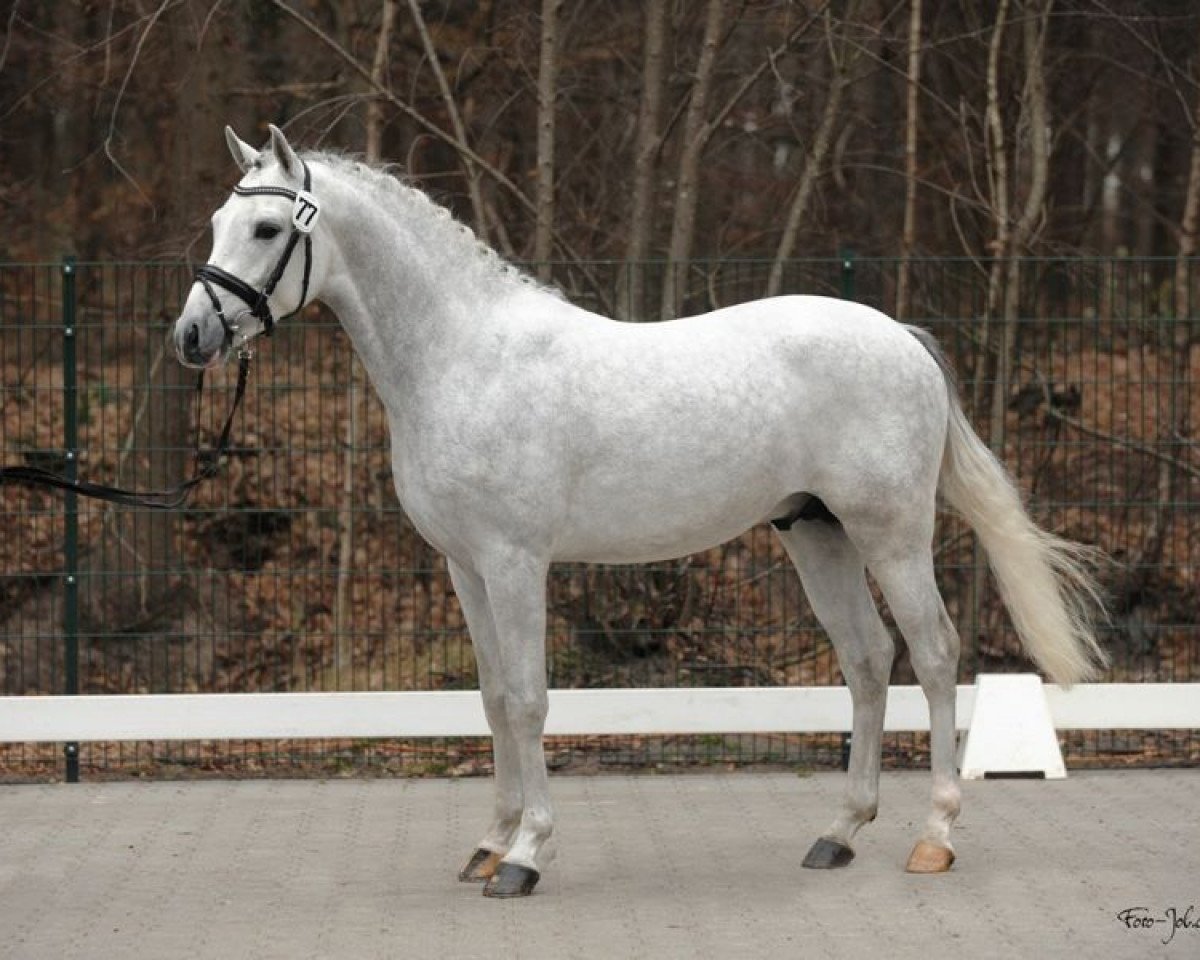 stallion Dein Märchenprinz (German Riding Pony, 2009, from Dream of Victoria)