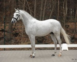 stallion Dein Märchenprinz (German Riding Pony, 2009, from Dream of Victoria)