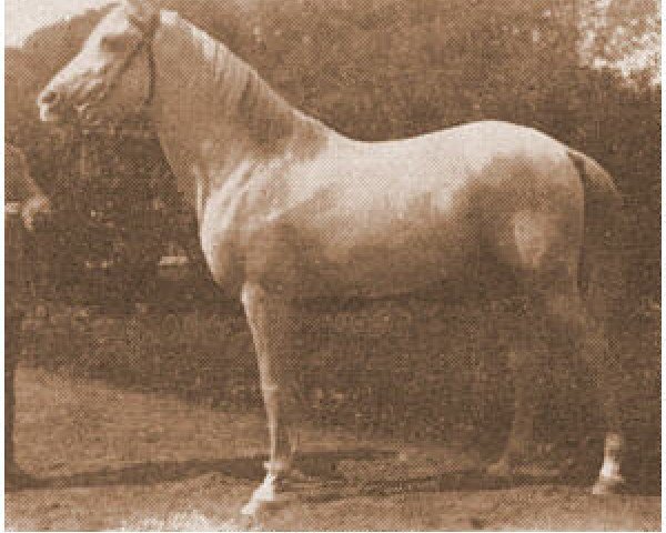 stallion Burgas 1907 ox (Arabian thoroughbred, 1907)