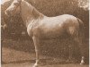 stallion Burgas 1907 ox (Arabian thoroughbred, 1907)