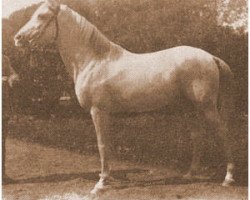 stallion Burgas 1907 ox (Arabian purebred, 1907)