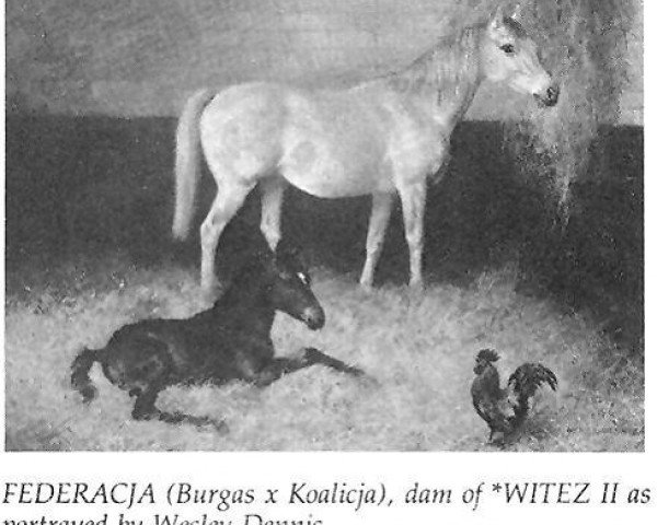 broodmare Federacja 1924 ox (Arabian thoroughbred, 1924, from Burgas 1907 ox)