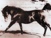 stallion Witez II 1938 ox (Arabian thoroughbred, 1938, from Ofir 1933 ox)