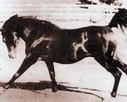 stallion Witez II 1938 ox (Arabian thoroughbred, 1938, from Ofir 1933 ox)