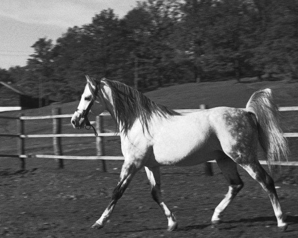 stallion 78 Gazal VII (Shagya Arabian, 1968, from 74 Gazal V)