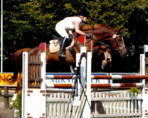 horse Brown Sugar 9 (Hessian Warmblood, 1996, from Pentagon)