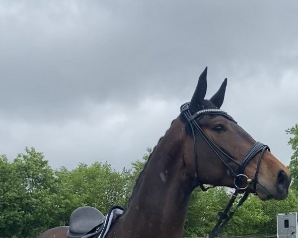 dressage horse Destino Royal 3 (Hanoverian, 2016, from Don Index)