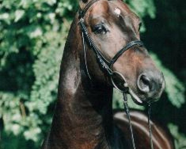 stallion Abydos (Bavarian, 1987, from Acord)