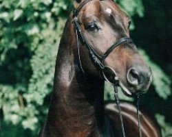 stallion Abydos (Bavarian, 1987, from Acord)