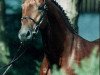stallion Frankenherr (Bavarian, 1989, from Fredericus-an)