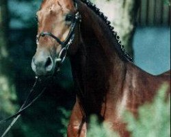 stallion Frankenherr (Bavarian, 1989, from Fredericus-an)