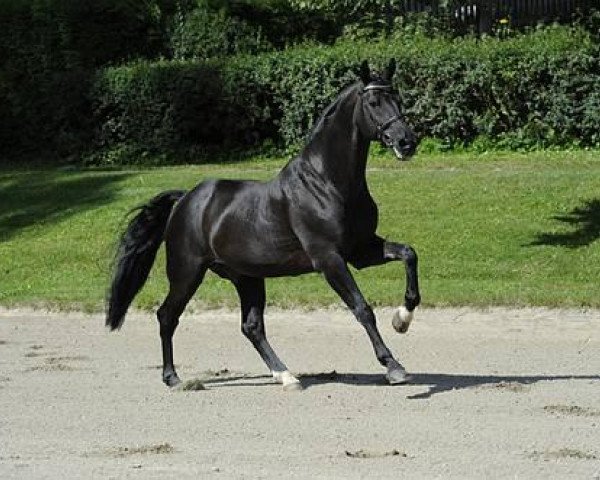 stallion Pacelli W (Bavarian, 1995, from Piaster)