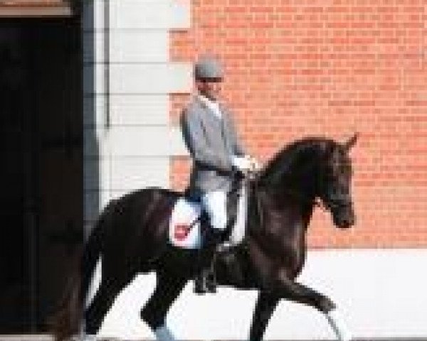 horse Dannebrog (Hanoverian, 2007, from Don Schufro)