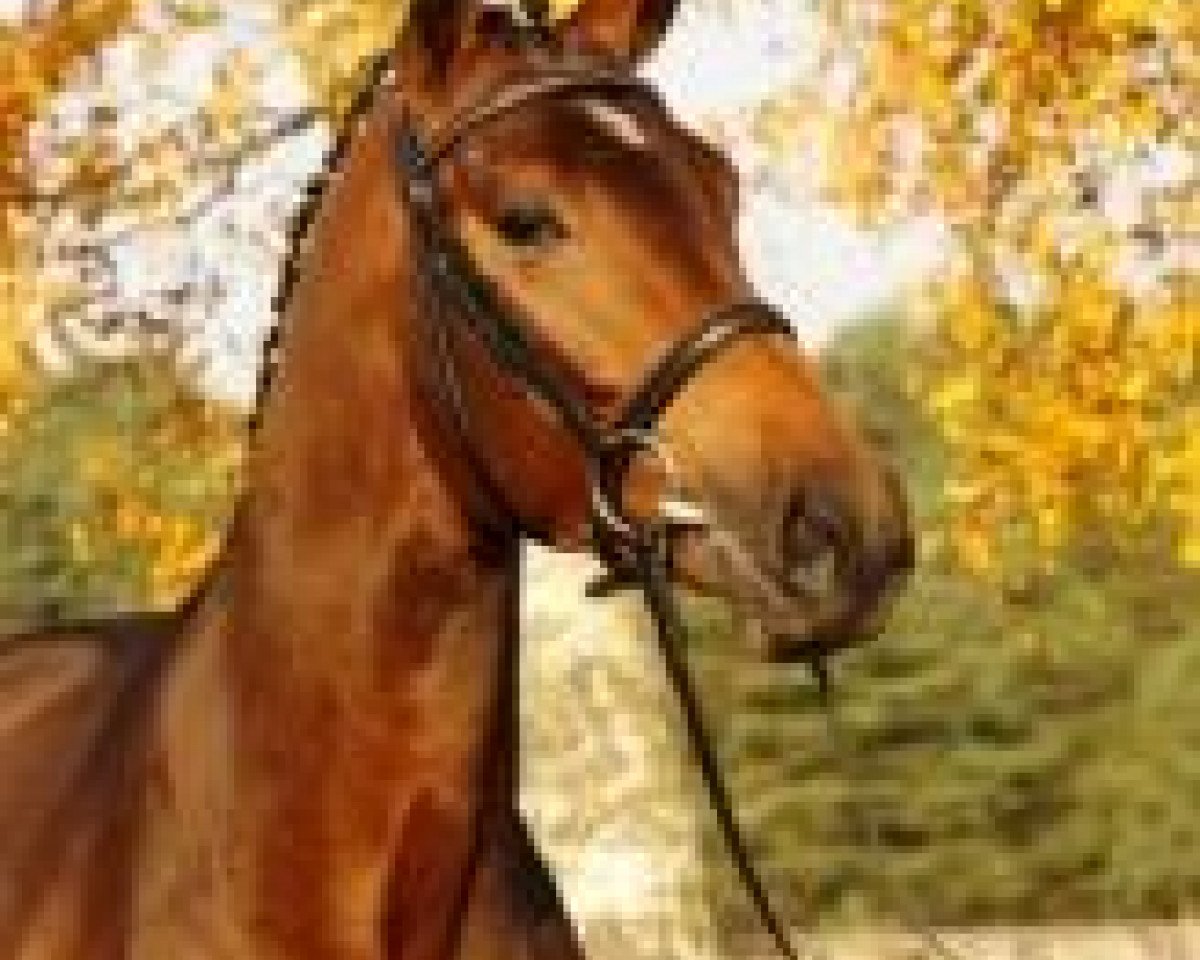 stallion Concours Complet (Hanoverian, 2009, from Canstakko)