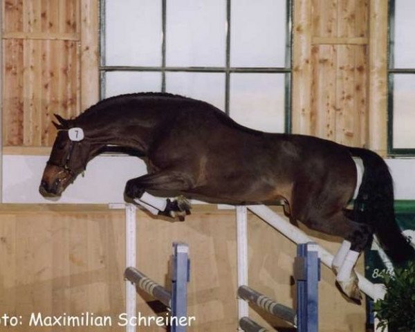 stallion Chacolot B (Bavarian, 1997, from Caretello B)