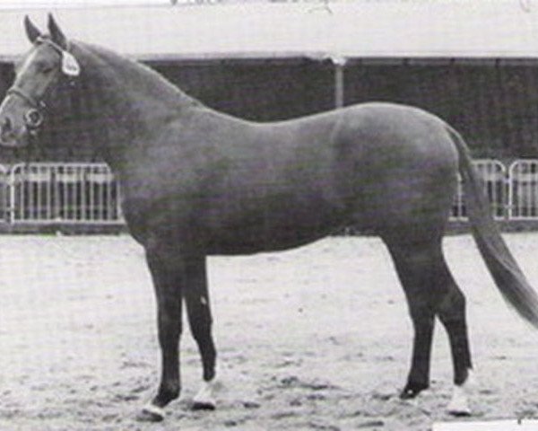 stallion Zyklotron (Oldenburg, 1978, from Zeus)