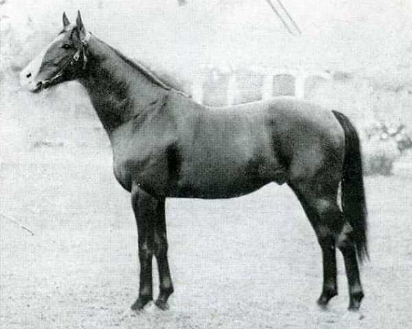 stallion Chateau Bouscaut xx (Thoroughbred, 1927, from Kircubbin xx)
