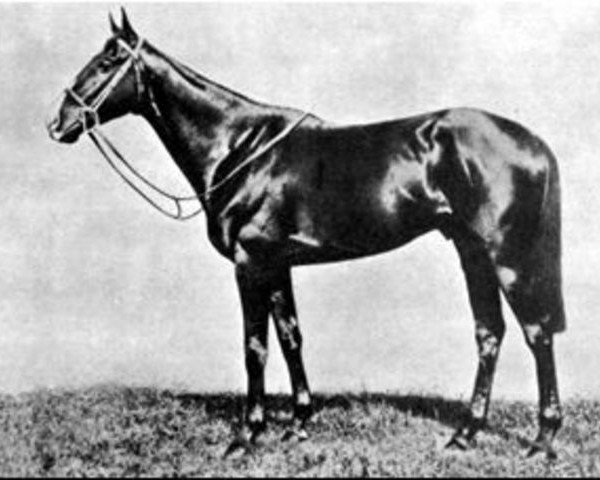 Pferd Chanteur II xx (Englisches Vollblut, 1942, von Chateau Bouscaut xx)
