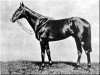 Pferd Chanteur II xx (Englisches Vollblut, 1942, von Chateau Bouscaut xx)