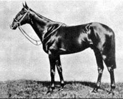 stallion Chanteur II xx (Thoroughbred, 1942, from Chateau Bouscaut xx)