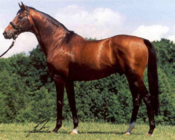 stallion Leone xx (Thoroughbred, 1988, from High Line xx)