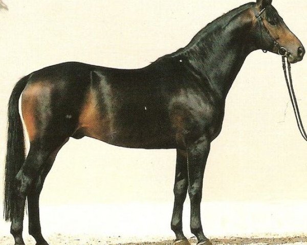 stallion Maritim (Württemberger, 1982, from Maracaibo)
