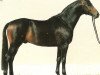 stallion Maritim (Württemberger, 1982, from Maracaibo)