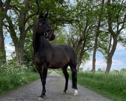 jumper Bünteeichen Nobody (Deutsches Reitpony, 2011, from New Classico)