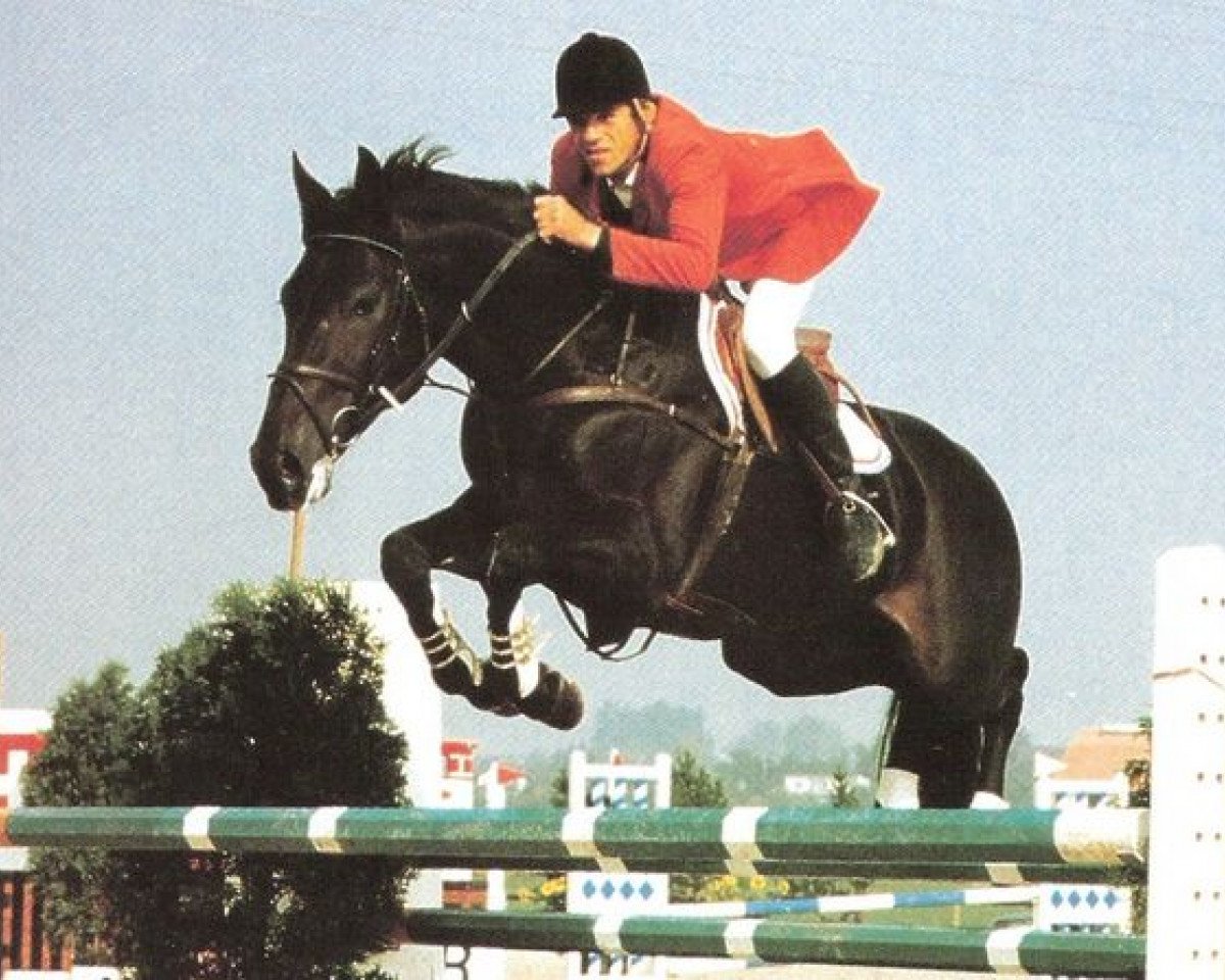 stallion Lucky A (KWPN (Royal Dutch Sporthorse), 1984, from Lucky Boy xx)