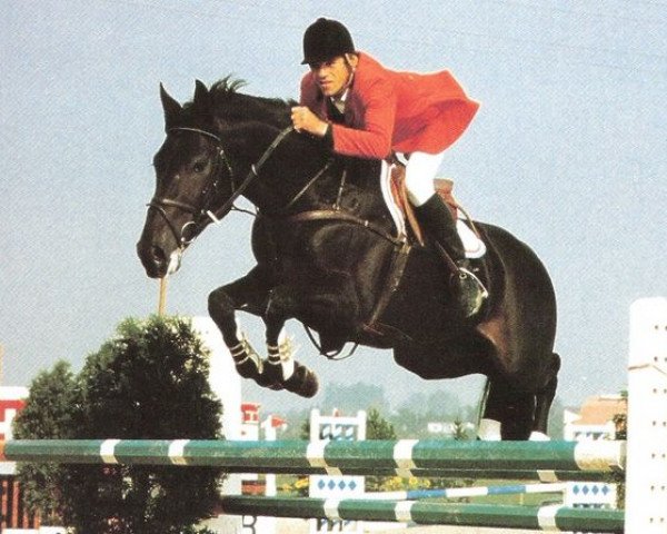 Deckhengst Lucky A (Koninklijk Warmbloed Paardenstamboek Nederland (KWPN), 1984, von Lucky Boy xx)