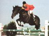 Deckhengst Lucky A (Koninklijk Warmbloed Paardenstamboek Nederland (KWPN), 1984, von Lucky Boy xx)