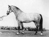 stallion Cabinett I (Holsteiner, 1979, from Calypso I)