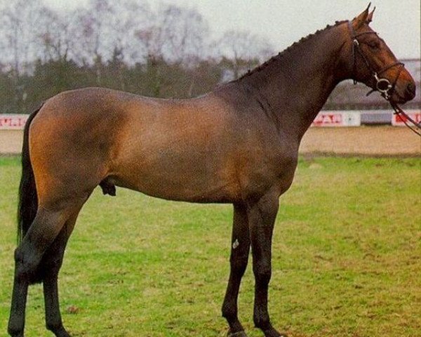 stallion Edelmann (Holsteiner, 1994, from Exorbitant xx)