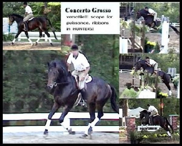 stallion Concerto Grosso (Holsteiner, 1983, from Calypso I)
