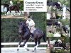 stallion Concerto Grosso (Holsteiner, 1983, from Calypso I)
