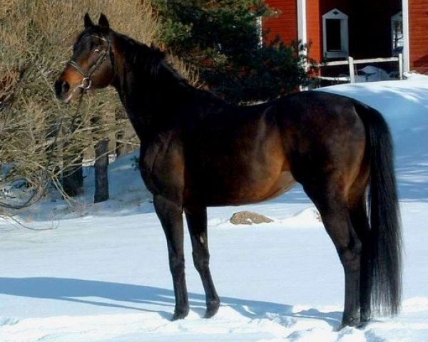 stallion Belmont Park xx (Thoroughbred, 1985, from Rocket xx)