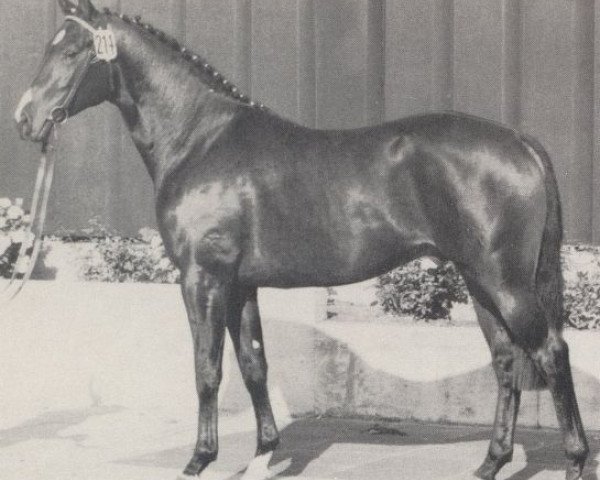 stallion Maikönig (Hanoverian, 1973, from Maigraf xx)