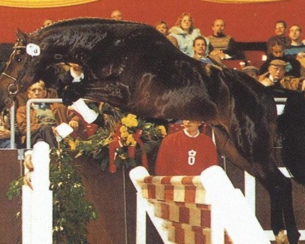 stallion Clinton (Oldenburg, 1990, from Contender)