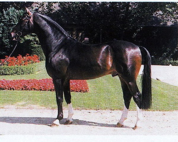 horse Paulaner (Westphalian, 1987, from Pinocchio)