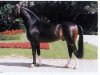 stallion Paulaner (Westphalian, 1987, from Pinocchio)