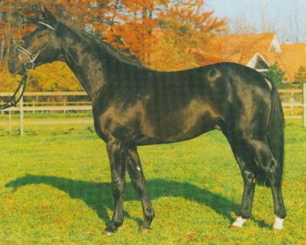 stallion Polygraf (Westphalian, 1991, from Polydor)
