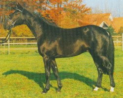 stallion Polygraf (Westphalian, 1991, from Polydor)