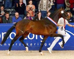 stallion Fierce (KWPN (Royal Dutch Sporthorse), 2010, from Ampère)