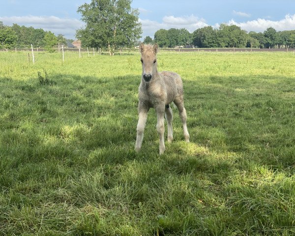 Pferd Tord Junior (Fjordpferd, 2022, von Kamillas Tord)