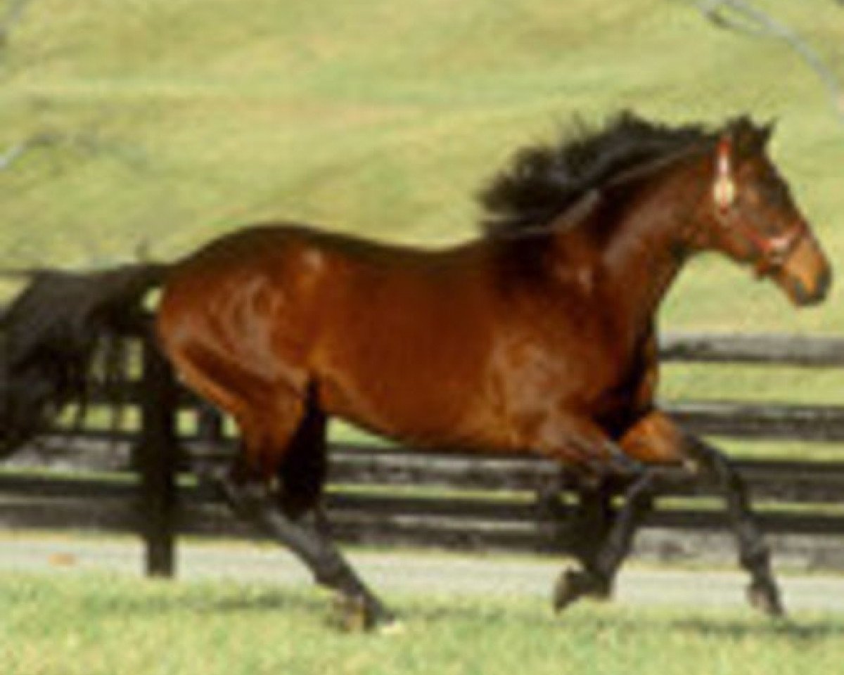 stallion Solford xx (Thoroughbred, 1980, from Nijinsky xx)