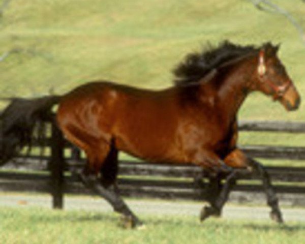 stallion Solford xx (Thoroughbred, 1980, from Nijinsky xx)