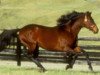 stallion Solford xx (Thoroughbred, 1980, from Nijinsky xx)
